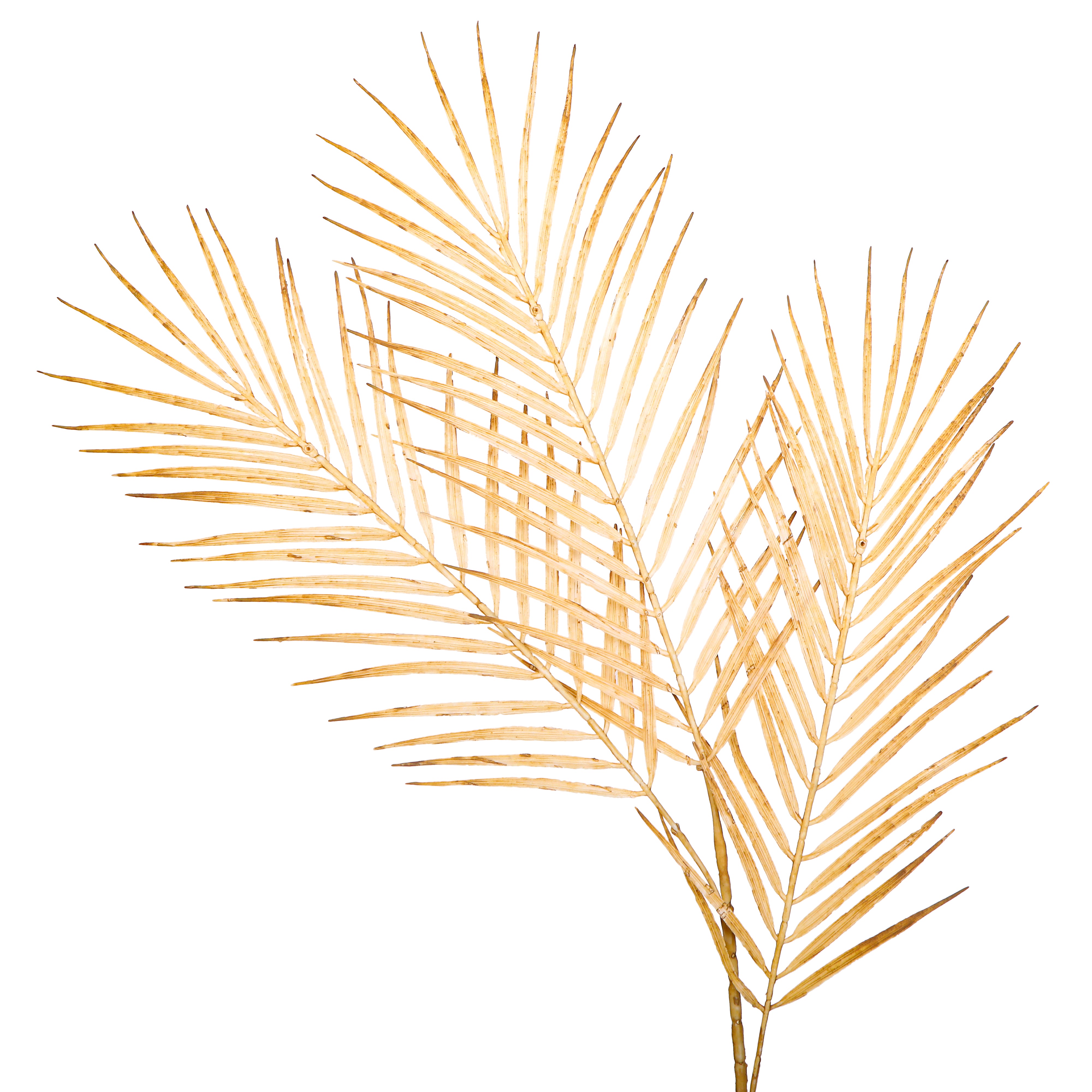 Flower Bunch - Big Fern Cream Sticks